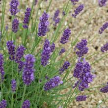 ЛАВАНДА ЛЕКАРСТВЕННАЯ ТВИКЕЛЬ горшок-p9