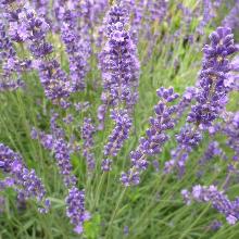 ЛАВАНДА ЛЕКАРСТВЕННАЯ ДАТЧ ЛАВАНТ горшок-p9
