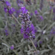 ЛАВАНДА ЛЕКАРСТВЕННАЯ РИЧАРД ГРЕЙ горшок-p9