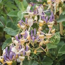 ЖИМОЛОСТЬ КАПРИФОЛЬ КАПРИЛИЯ ЭВЕР горшок-p9