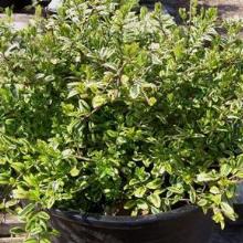 ЖИМОЛОСТЬ КАПРИФОЛЬ БЛЕСТЯЩАЯ ЛЕМОН БЬЮТИ горшок-p9