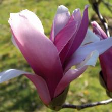 МАГНОЛИЯ БЕТТИ горшок-p9