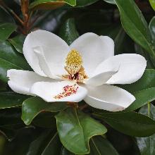 МАГНОЛИЯ ГРАНДИФЛОРА ФЕРРУГИНИА горшок-с1