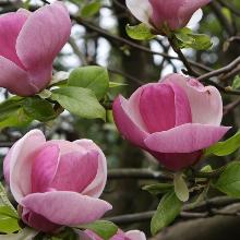 МАГНОЛИЯ СУЛАНЖА ЛЕННЕЙ горшок-p9