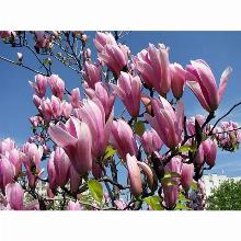 Нажмите чтобы увеличить изображение