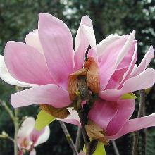 МАГНОЛИЯ СУЛАНЖА горшок-p9