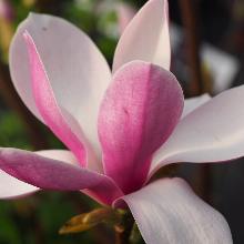 МАГНОЛИЯ СУЛАНЖА БЕУГНОН горшок-p9