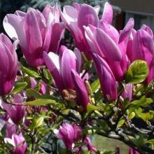 МАГНОЛИЯ СУЛАНЖА НИГРА горшок-p9