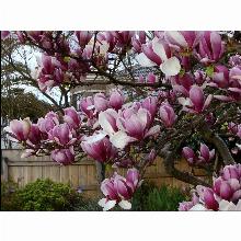 Нажмите чтобы увеличить изображение