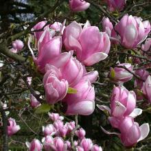 МАГНОЛИЯ РУСТИКА РУКК горшок-p9