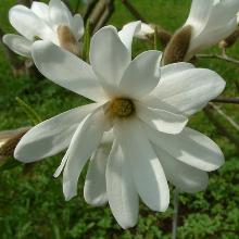 МАГНОЛИЯ СТЕЛЛАТА горшок-p9