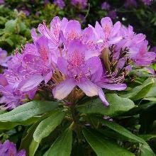 РОДОДЕНДРОН ПОНТИКУМ горшок-с1