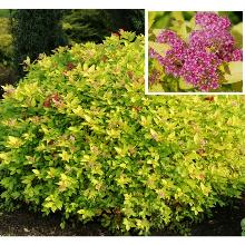 СПИРЕЯ ЯПОНСКАЯ ГОЛДМУНД горшок-p9