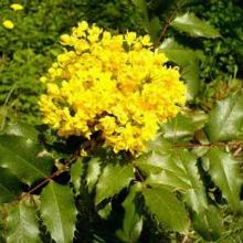 МАГОНИЯ ПАДУБОЛИСТНАЯ пакет