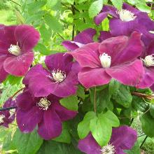 КЛЕМАТИС МОНТЕ КАЗИНО горшок-p9