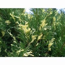 Нажмите чтобы увеличить изображение