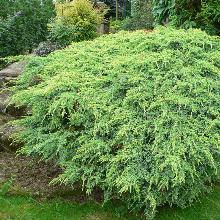 МОЖЖЕВЕЛЬНИК ЧЕШУЙЧАТЫЙ ХОЛГЕР горшок-с3