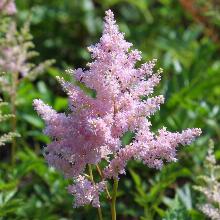 АСТИЛЬБА ЕВРОПА горшок-p9