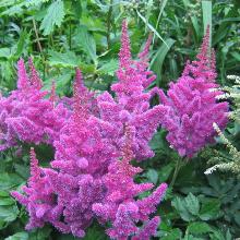 АСТИЛЬБА СУПЕРБА горшок-p9