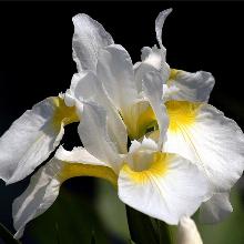 ИРИС СИБИРСКИЙ СНОУ КУИН горшок-p9