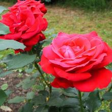 РОЗА ЧАЙНОГИБРИДНАЯ ДАМА СЕРДЦА горшок-с4