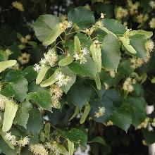 ЛИПА МЕЛКОЛИСТНАЯ ПЕНДУЛА горшок-с35