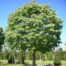 ЛИПА МЕЛКОЛИСТНАЯ ГРИН ГЛОБ горшок-с35