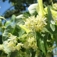 ЛИПА МЕЛКОЛИСТНАЯ ЛИКО горшок-с50