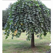 Нажмите чтобы увеличить изображение