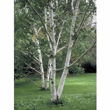 Нажмите чтобы увеличить изображение