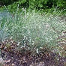 ОВСЯННИЦА СИЗАЯ горшок-с1