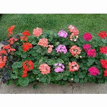 Нажмите чтобы увеличить изображение