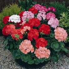 ПЕЛАРГОНИЯ ЗОНАЛЬНАЯ горшок-с3 флос