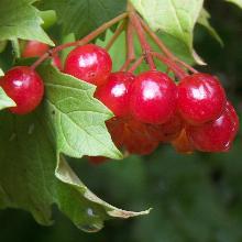 КАЛИНА ПЛОДОВАЯ ЖОЛОБОВСКАЯ горшок-с1