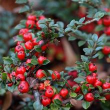 ПИРАКАНТА   горшок-с3