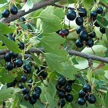 Нажмите чтобы увеличить изображение