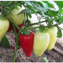 РАССАДА ПЕРЕЦ СЛАДКИЙ БЕЛОЗЕРКА кассета-6шт