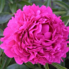 ПИОН ФЕЛИКС СЮПРИМ горшок-с3