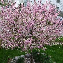 МИНДАЛЬ ТРЕХЛОПАСТНОЙ НА ШТАМБЕ 120 СМ горшок-с10