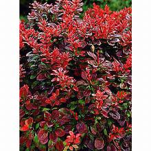 Нажмите чтобы увеличить изображение