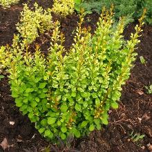 БАРБАРИС ТУНБЕРГА ПАУВАУ горшок-с2