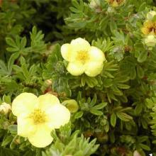 ЛАПЧАТКА ХАЧМАННС ГИГАНТ горшок-с2