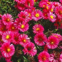 АСТРА КУСТАРНИКОВАЯ ДЖЕННИ горшок-с1