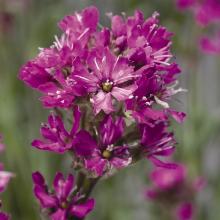 Нажмите чтобы увеличить изображение