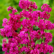 ЛИХНИС АЛЬПИЙСКИЙ ЛЕЛИ горшок-с1