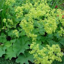 МАНЖЕТКА САДОВАЯ горшок-p9