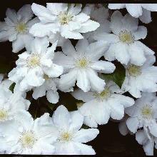 Нажмите чтобы увеличить изображение