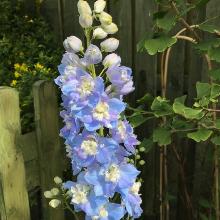 ДЕЛЬФИНИУМ ЭКСКАЛИБУР ГОЛУБОЙ С ГЛАЗКОМ горшок-p9