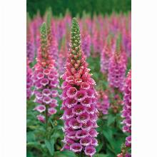 Нажмите чтобы увеличить изображение