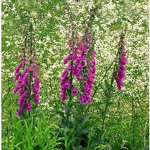 НАПЕРСТЯНКА ПУРПУРЕА горшок-p9